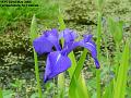 2006-0522iris